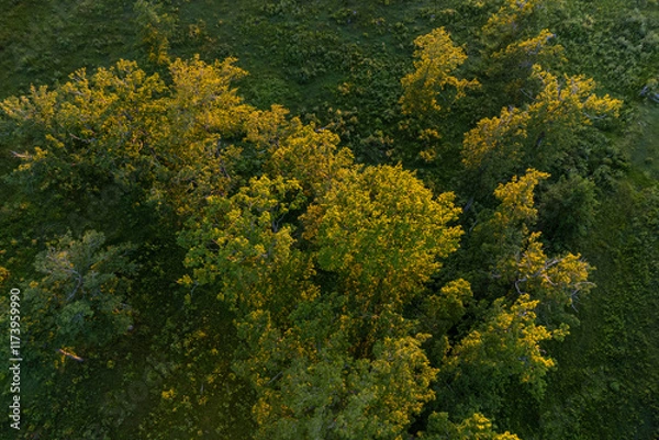 Obraz Luftaufnahme Baumkronen