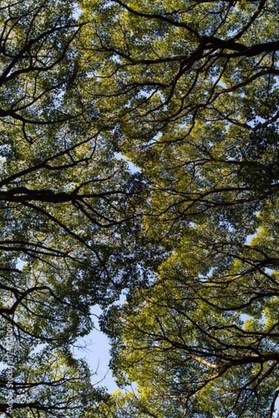 Fototapeta Green japanese trees creating pattern, view from the bottom