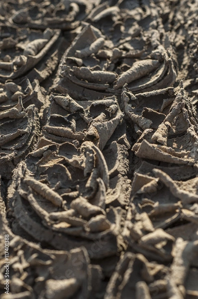 Fototapeta dried earth