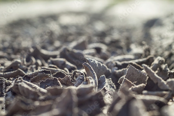 Fototapeta dried earth