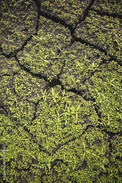 Fototapeta dried earth