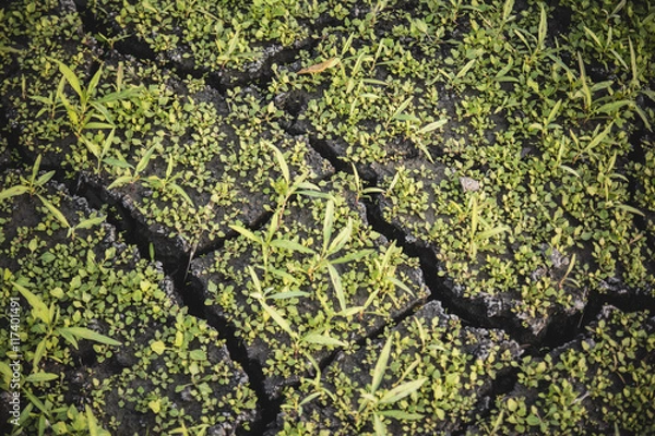 Fototapeta dried earth