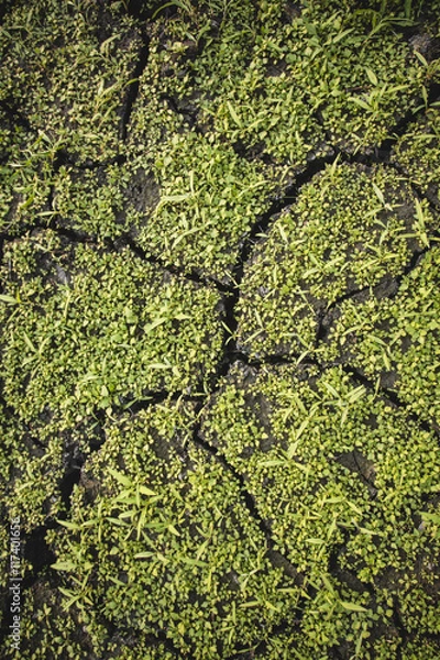 Fototapeta dried earth