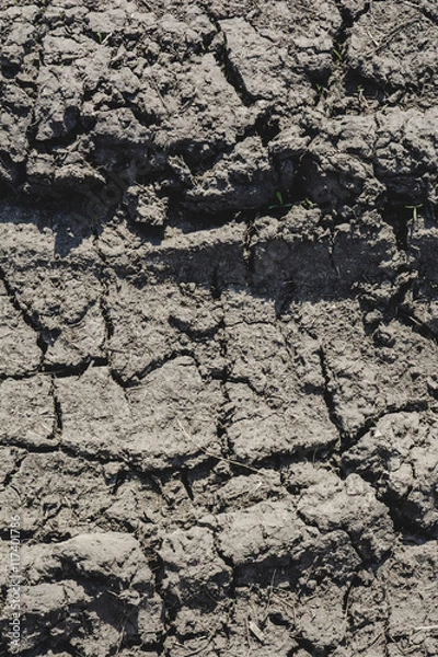 Fototapeta dried earth