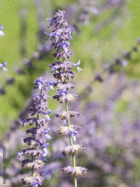 Fototapeta Russian Sage, Perovskia atriplicifolia, flowers close-up, selective focus, shallow DOF