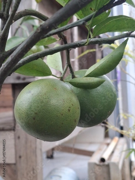 Fototapeta squeezed orange