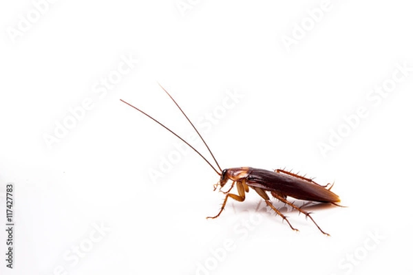Obraz cockroach isolate be alive on white