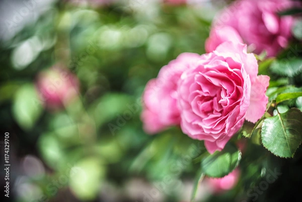 Fototapeta バラの花　屋外撮影イメージ
