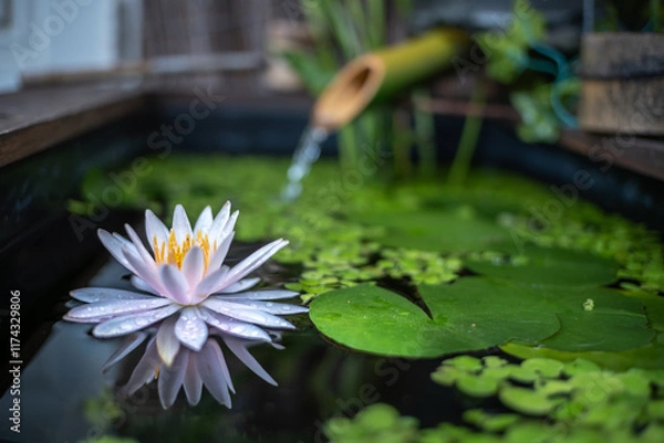 Obraz 睡蓮の花　和風ビオトープのイメージ