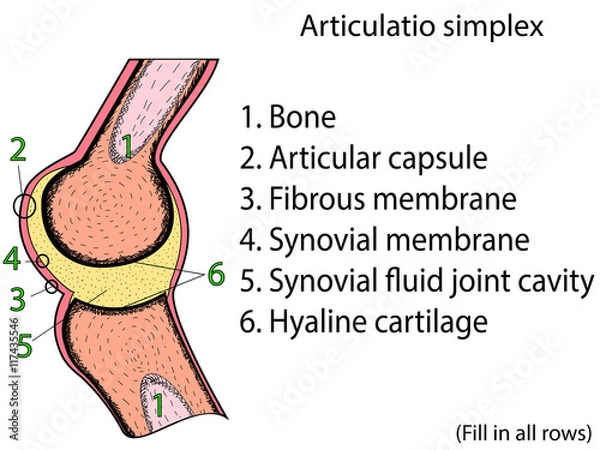 Fototapeta Simplex joint vector. Anatomical atlas
