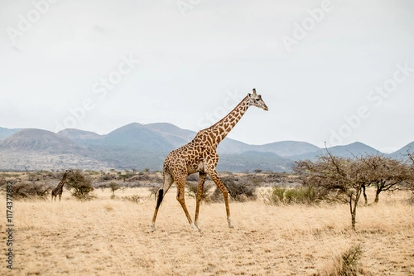 Obraz giraffe in the savannah