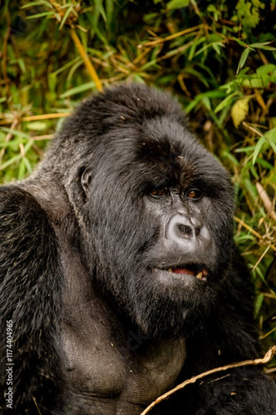 Obraz Silverback gorilla