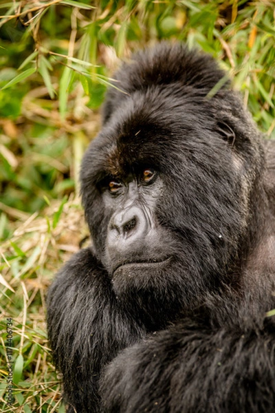 Obraz Silverback gorilla