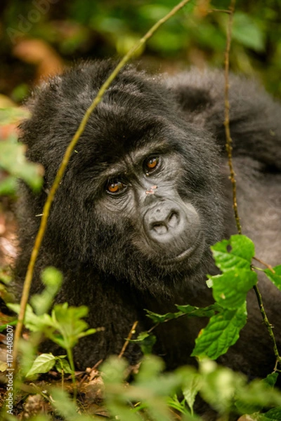 Obraz Gorilla in Uganda