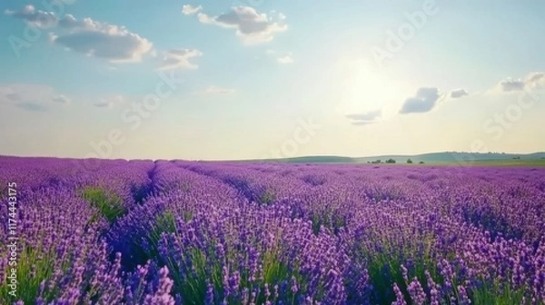 Fototapeta Blooming Lavender Field Under Summer Sky