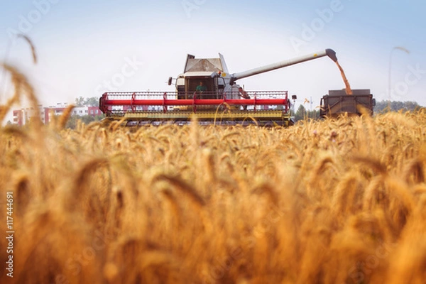 Obraz Współpracowanie wlewa ziarna pszenicy do ciężarówek. Cloud Blue Sky. Poziomy. Koncepcja pracy