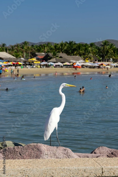 Fototapeta Panorama of the beach in Jalisco, Mexico in which you can see a bird posing standing on some rocks