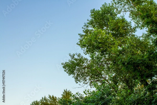 Fototapeta Green tree top line over blue sky and clouds background in summer