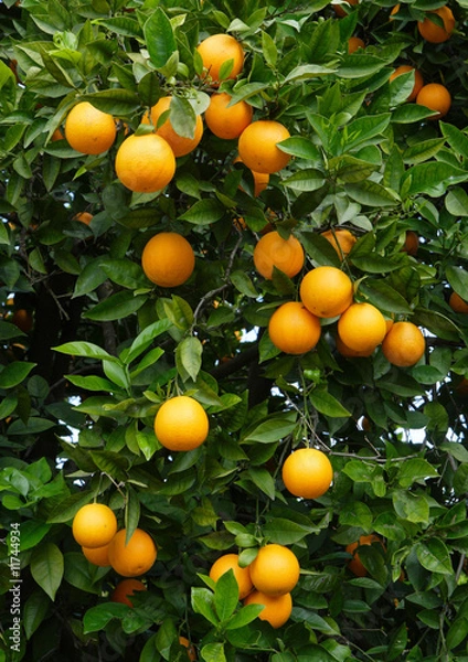 Fototapeta oranges on a tree