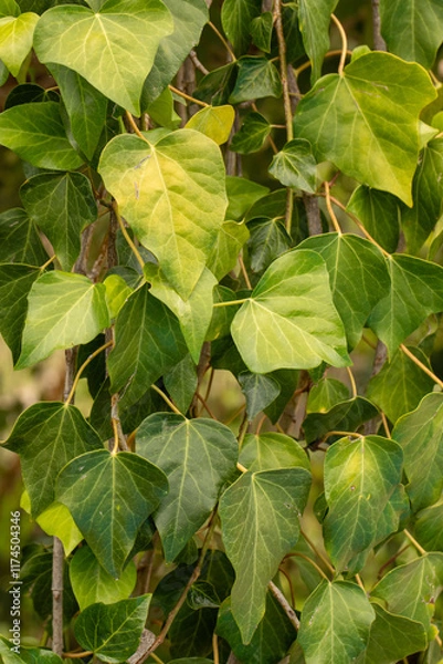 Obraz green leaves background