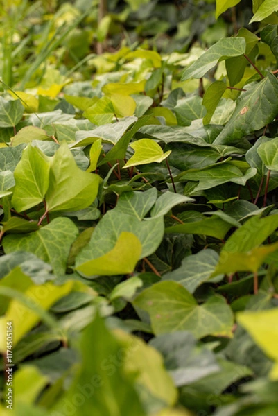 Obraz green leaves background