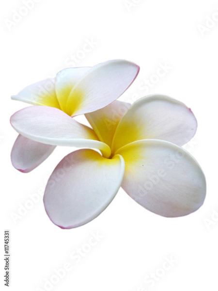 Obraz Frangipani