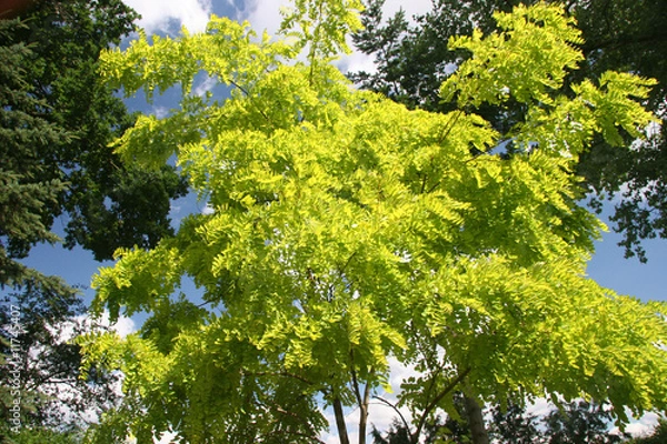 Fototapeta Robinienblätter