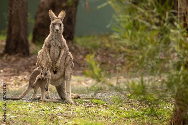 Fototapeta A female Eastern grey kangaroo (Macropus giganteus) with Joey. Late afternoon. Victoria.