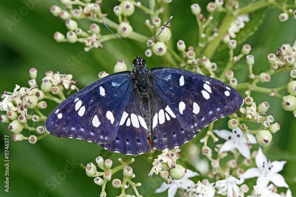 Obraz Limenitis reducta, Blauschwarzer Eisvogel
