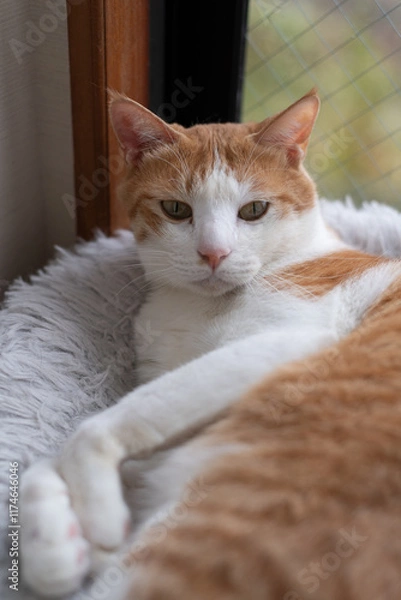 Fototapeta 窓辺でくつろぐ可愛い猫　茶トラ白