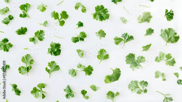 Obraz Fresh Cilantro Leaves Spread Across White Background for Cooking