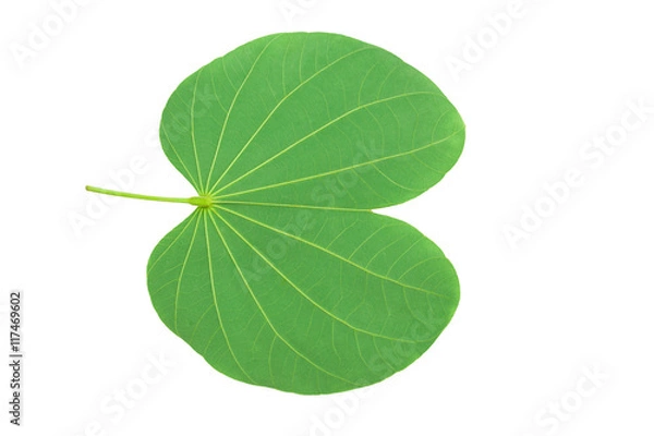 Obraz Leave on white background and clipping path