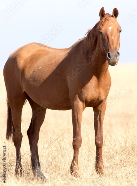 Fototapeta a horse in a pasture in the desert