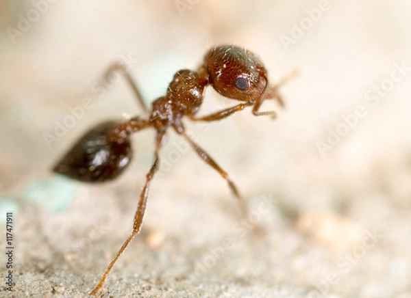 Fototapeta little ant in nature. super macro