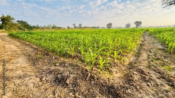 Obraz agriculture. Landscape of soybean sprouts ripening during spring season on agricultural field. Green tea leaves growing in fertile soil on farmer's land or plantation in the morning.