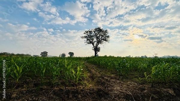 Fototapeta field with blue sky and clouds
