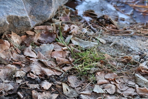 Obraz Leaves and Debris