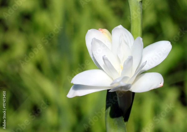 Fototapeta Close-up with tuberose flowers