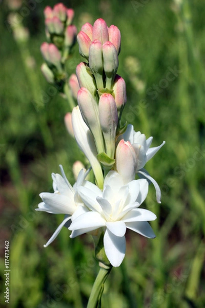 Fototapeta Close-up with tuberose flowers