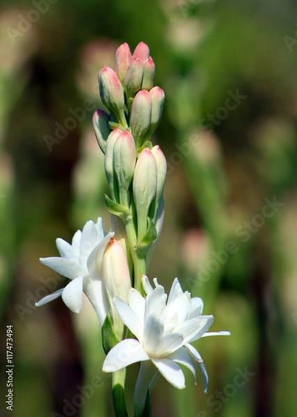 Fototapeta Close-up with tuberose flowers