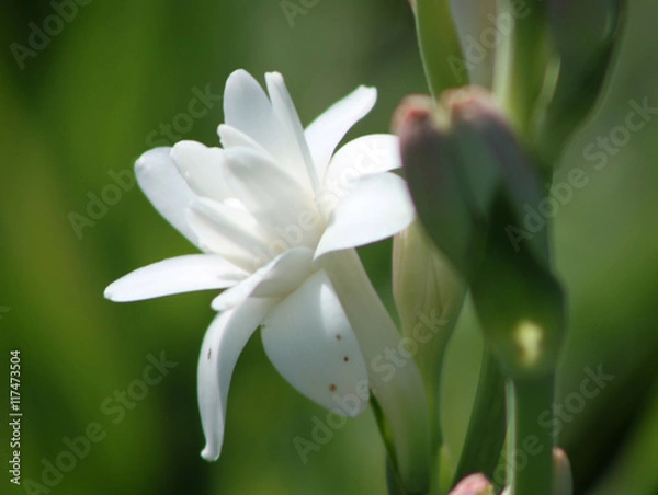 Obraz Close-up with tuberose flowers