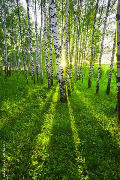 Obraz summer in birch forest