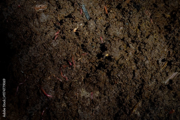 Fototapeta Close-up of a cross-section of a compost pile, showing a large number of small worms emerging after approximately 2 months of composting.