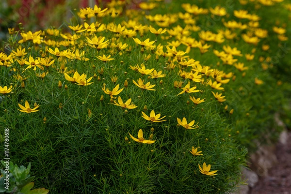 Fototapeta Coreopsis verticillata ( Latin- Coreopsis verticillata ) is a species of herbaceous plant of the genus Coreopsis of the Asteraceae family