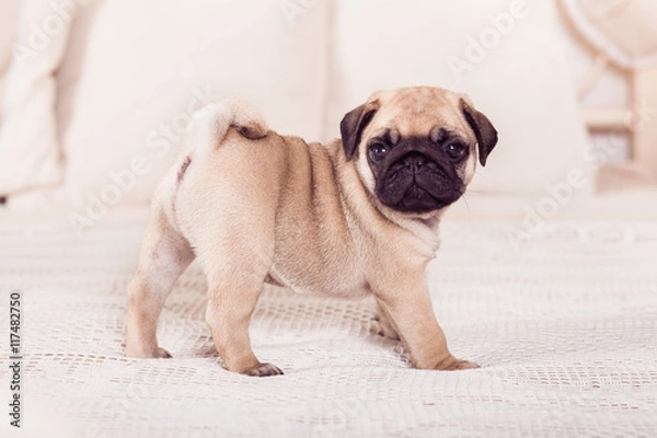 Obraz Mały beżowy szczeniak mops stojący na łóżku. Poziomy.