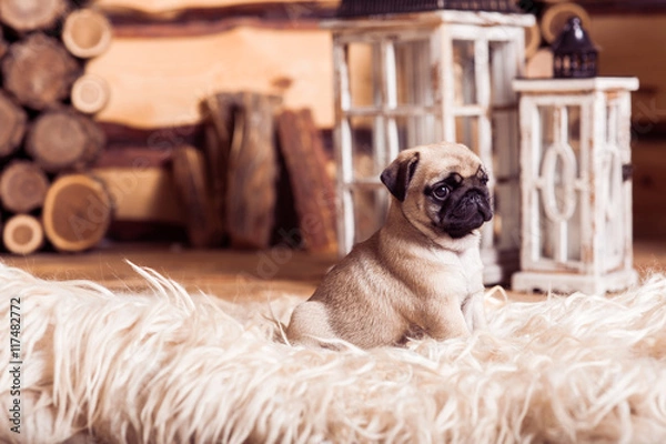 Obraz Little beige pug puppy laying on the furs against the  wood background