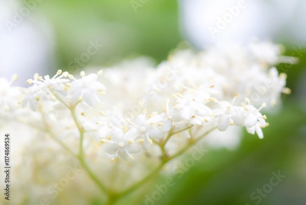 Obraz Hollunderblüte