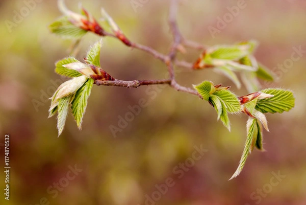 Obraz Zweig mit jungen Blättern