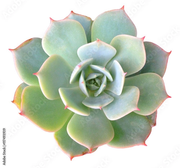 Obraz Soczysty Clip Art