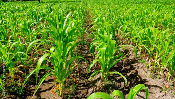 Fototapeta A beautiful view of a corn field stretching into the distance, with rich soil and healthy green plants under a clear sky